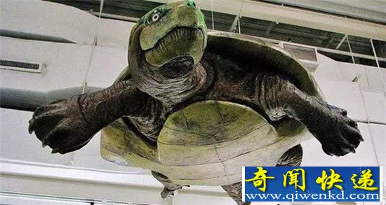 史前生物的正确打开方式 远古鹦鹉螺秒杀恐龙