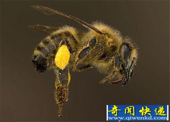 蜜蜂将引发第六次生物灭绝?人类首当其冲
