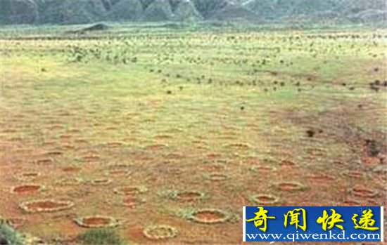 动物十大未解之谜 麦田怪圈或由袋鼠造成?