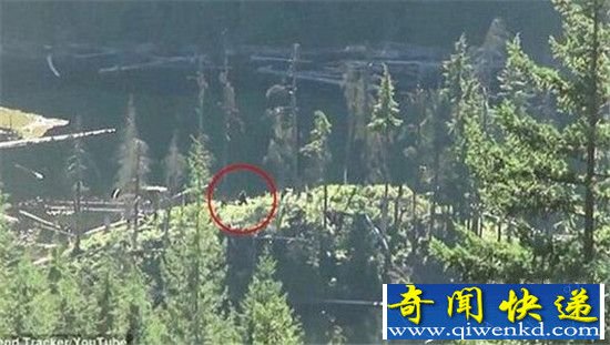 动物十大未解之谜 麦田怪圈或由袋鼠造成?
