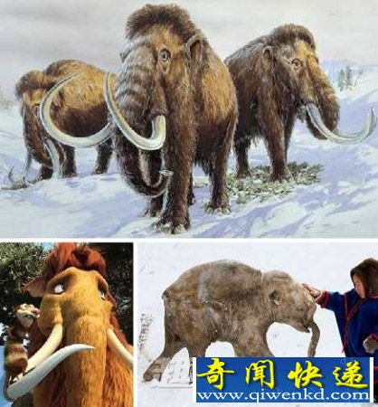 猛犸象