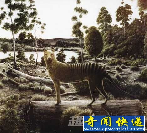 塔斯马尼亚虎