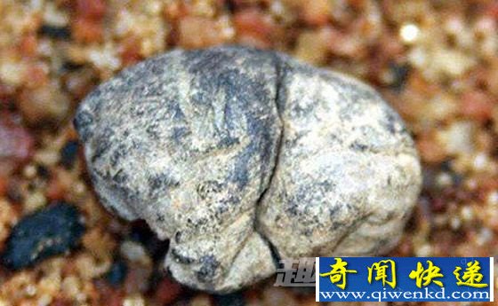 最古老的口香糖