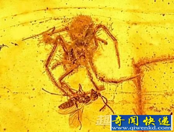 蜘蛛正在进攻猎物的化石