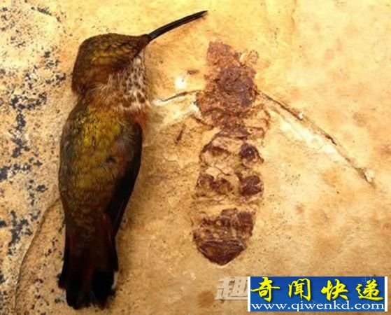 蚂蚁化石