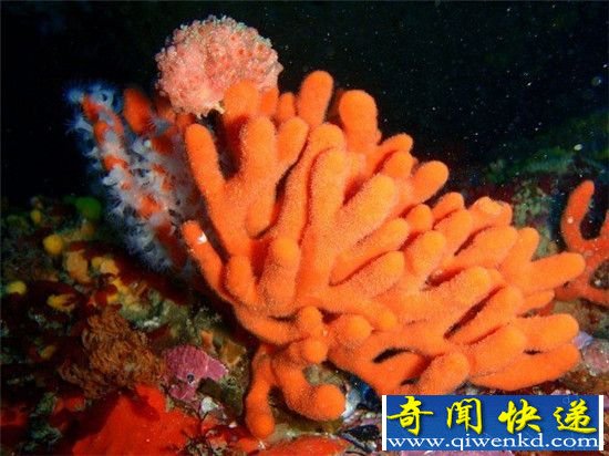 活了6.4亿年!世界现存最古老物种曝光