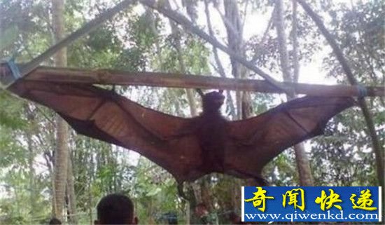 全球十大巨型动物:巨型蚯蚓比蟒蛇还长