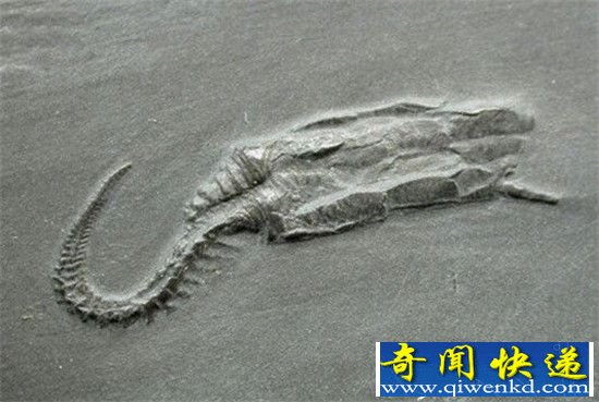 史前十大生物比恐龙更怪异!陆行鲸秒杀恐龙