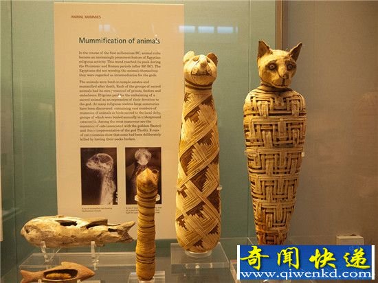 动物木乃伊震惊世界 不腐原因竟是粪便?