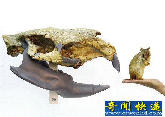 史前生物残酷生存法则:巨蟒生吞霸王龙