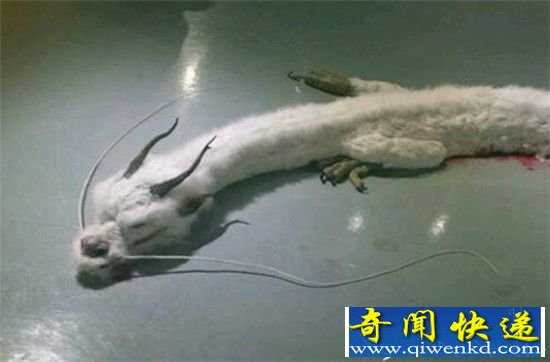 震惊!世界上仅存的蛟龙竟被开膛破肚