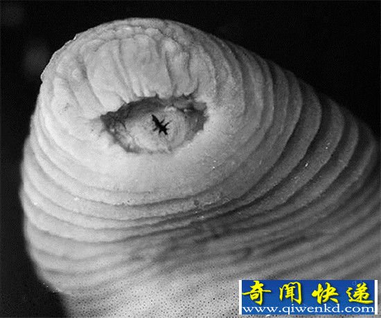 暴君水蛭排行美国国家地理十大神秘生物之首