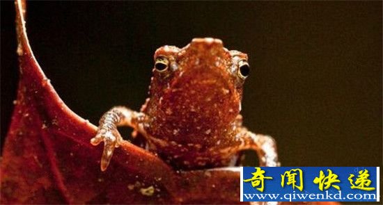 暴君水蛭排行美国国家地理十大神秘生物之首