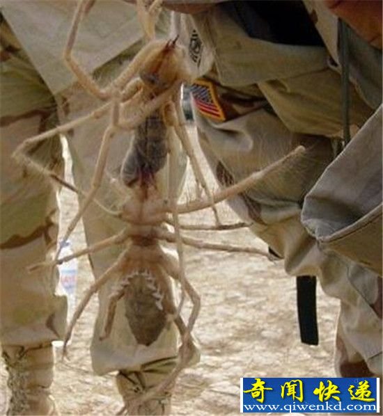 巨型蚂蚁统治人类未来世界 开启人类清除计划