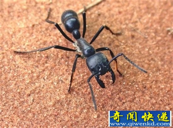 巨型蚂蚁统治人类未来世界 开启人类清除计划