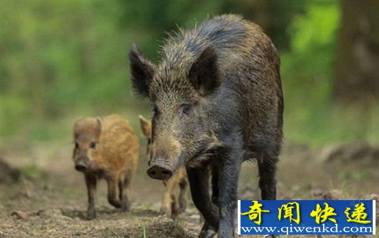 日本野猪遭受核污染后严重变异 长相骇人