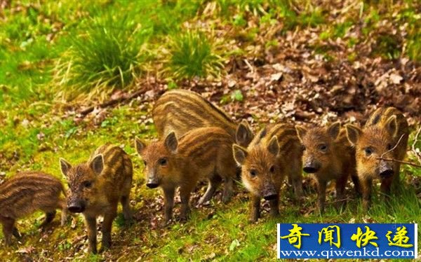 日本野猪遭受核污染后严重变异 长相骇人