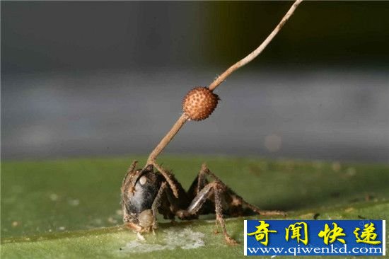 外星寄生虫!盘点动物界真实存在的”活僵尸“