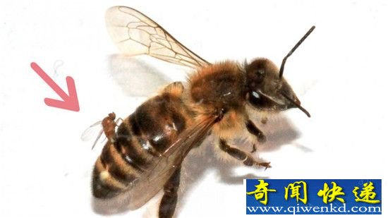 外星寄生虫!盘点动物界真实存在的”活僵尸“
