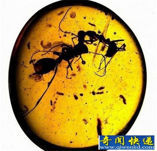 巨型蚂蚁竟是外星人寄生虫 500年后灭绝人类