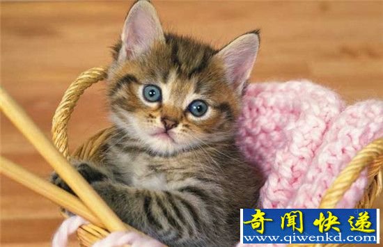 动物世界僵尸生物全球搜罗,僵尸蚂蚁可寄生吞噬人脑