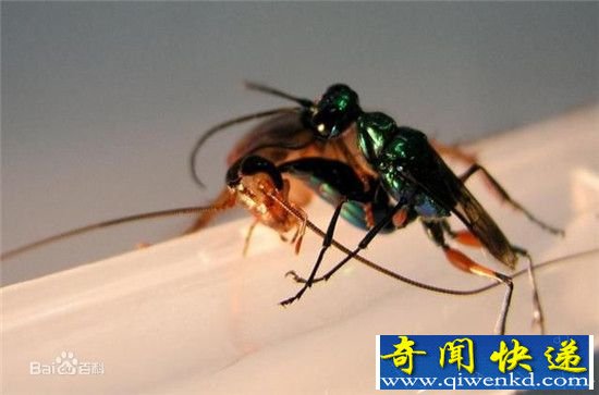 动物世界僵尸生物全球搜罗,僵尸蚂蚁可寄生吞噬人脑