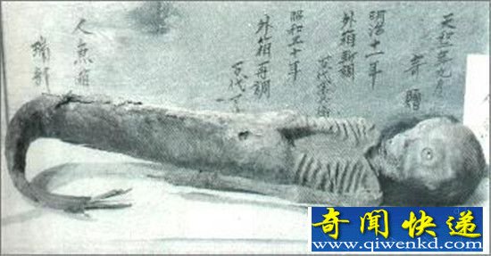 传说中的美人鱼:黑鲮鲛人原来长得这么丑!