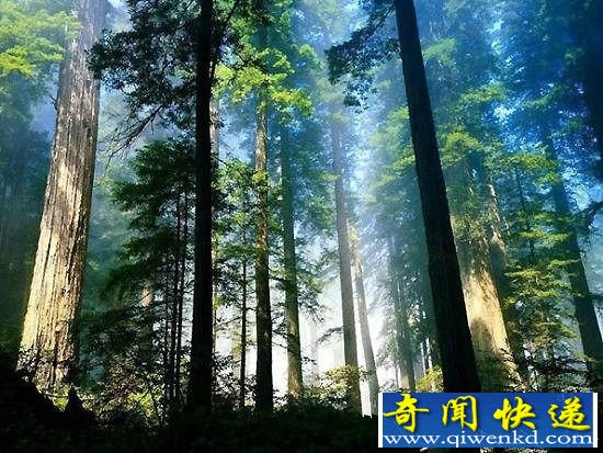 亚马逊拥有超高史前文明 神秘雨林竟是人造
