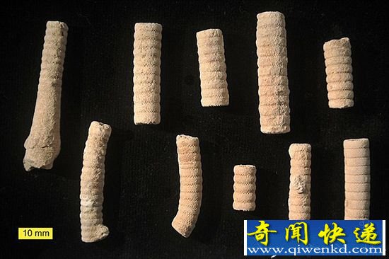 史前文明谣言破解:3亿年前螺丝钉只是普通化石