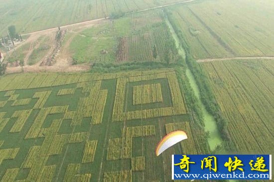 沧州麦田怪圈形似二维码 麦田怪圈成因揭秘