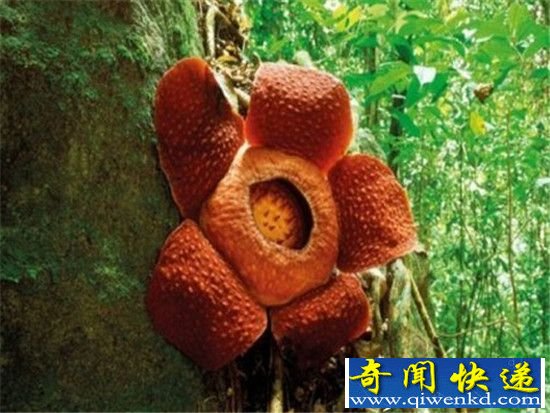 恐怖食人花真的存在?被吃到只剩白骨