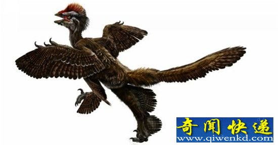 考古惊人发现 史前鸟类竟拥有四只翅膀