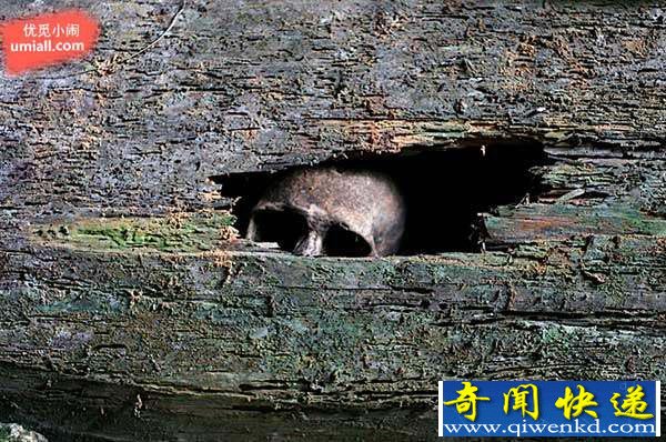 美教堂枪击案,据说是