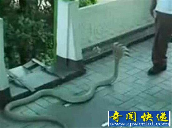 揭秘世界18大神秘生怪兽生物:恶魔还是怪兽?