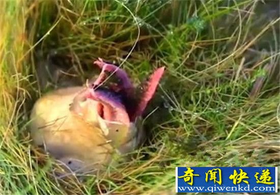 英国惊险恐怖生物:大肉球包裹长出四只触须