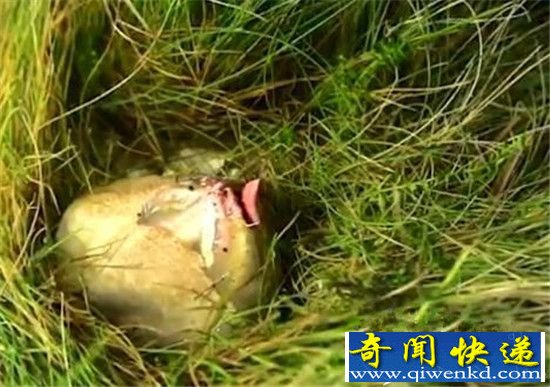 英国惊险恐怖生物:大肉球包裹长出四只触须