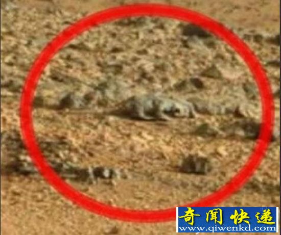 火星疑现啮齿动物