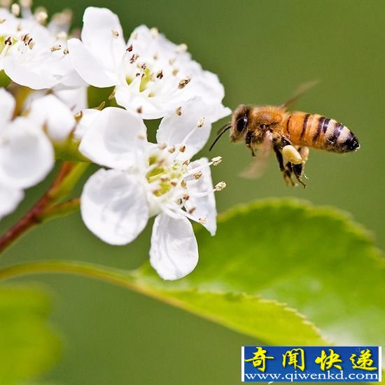 全球八大未解之谜盘点 玛雅水晶头骨真实身份曝光