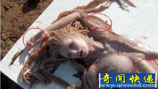 真实美人鱼是否存在 国外美人鱼尸体事件解密