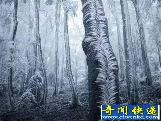 全球15个真实存在的最神秘森林 日本萤火虫之森最梦幻