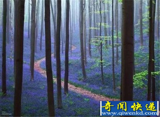 全球15个真实存在的最神秘森林 日本萤火虫之森最梦幻