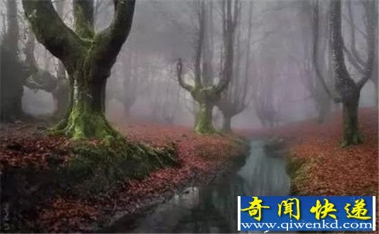 全球15个真实存在的最神秘森林 日本萤火虫之森最梦幻