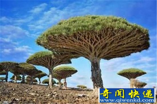 ǧعѪ֮