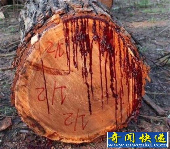 ǧعѪ֮