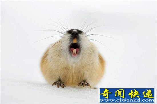 ΪԼͶԾɱ֮