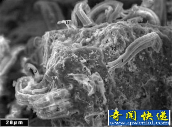 外星人真实存在的十个迹象!外星人离我们很近