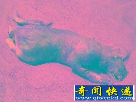 外星人来到地球?12种震惊世界的诡异生物