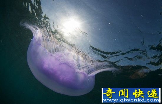 科学家新理论:外星人生活在水下且科技落后