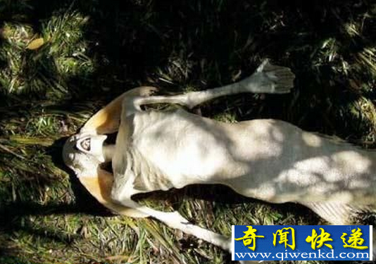 地球6大神秘未知生物 疑是外星人物种