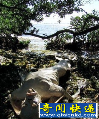 地球6大神秘未知生物 疑是外星人物种